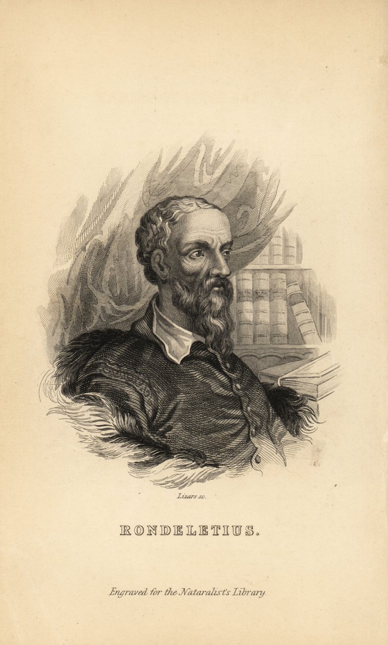 Guillaume Rondelet, Professor der Medizin an der Universität Montpellier, Frankreich, Naturforscher und Botaniker, 1507-1566 von Unknown