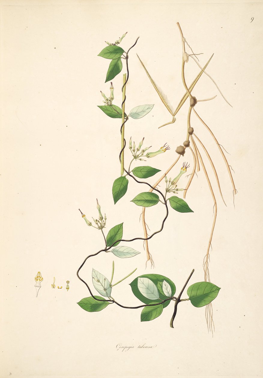Illustration von Ceropegia tuberosa (= Ceropegia candelabrum subsp. tuberosa), Apocynaceae, Asclepiadoideae von anonymus