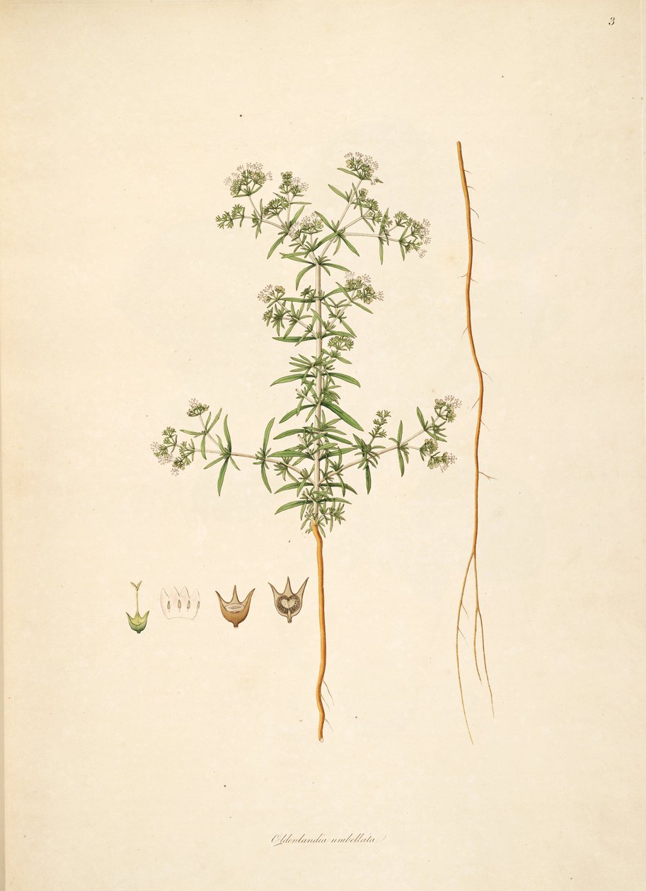 Illustration von Oldenlandia umbellata, Rubiaceae von anonymus
