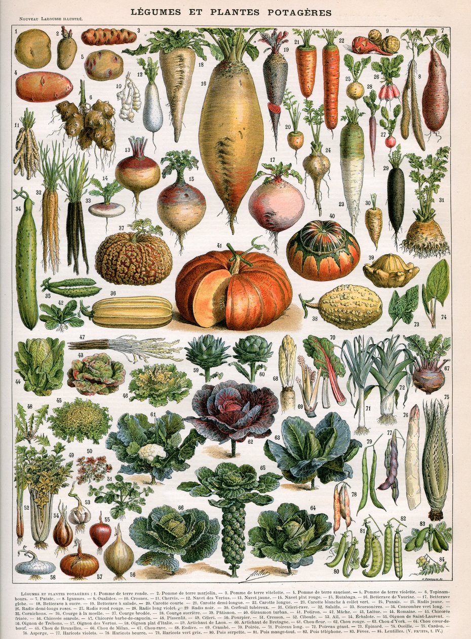 Illustration von Gemüsearten, ca. 1905-10 von (after) Alillot