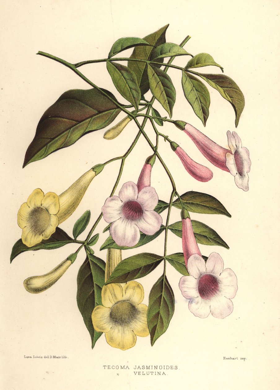 Schönheitslaube, Pandorea jasminoides (Tecoma jasminoides) und Gelbe Trompetenblume, Tecoma stans (Tecoma velutina) von Unknown