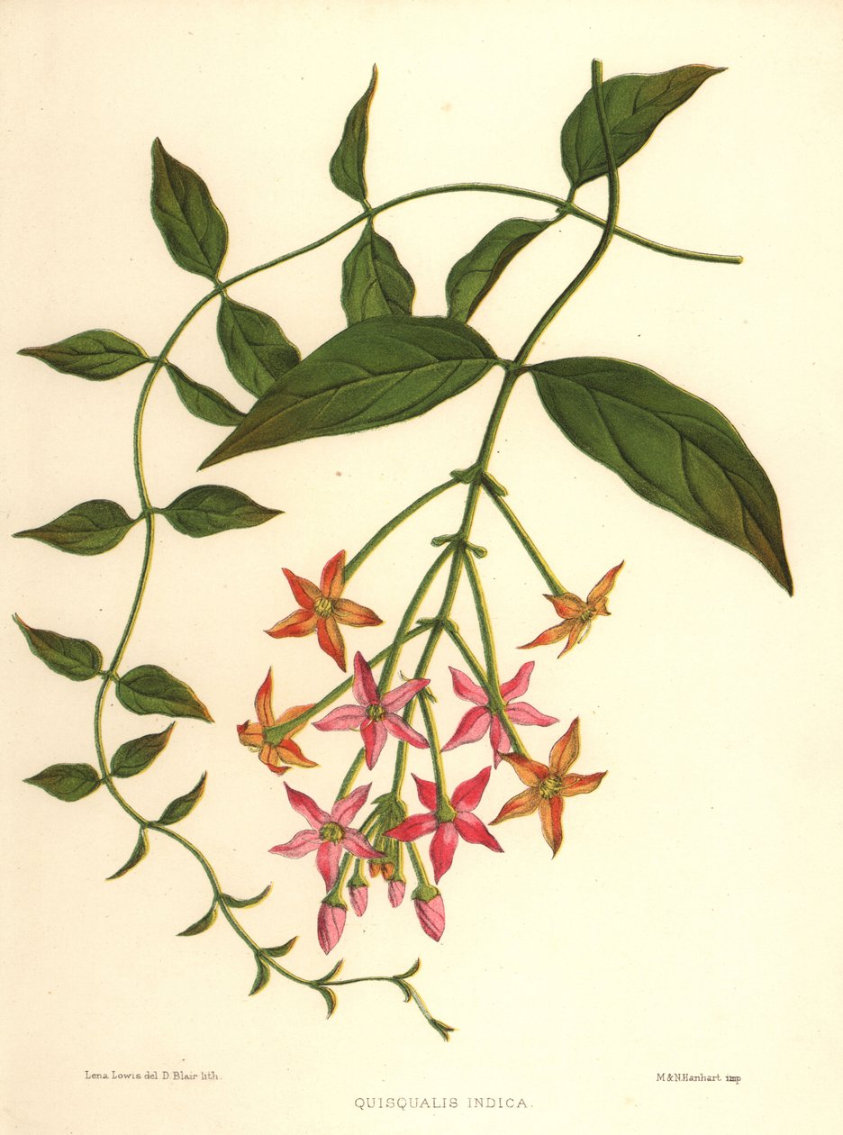 Chinesisches Geißblatt oder Rangun-Kletterpflanze, Combretum indicum von Unknown