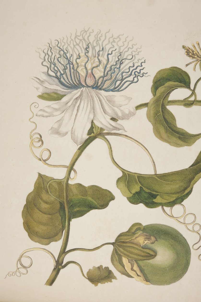 Detail von Tafel XXI aus Metamorphosis Insectorum Surinamensium von Maria Sibylla Merian, 1705 von Unknown