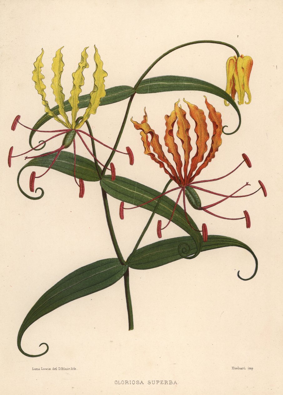 Flammenlilie, Gloriosa superba von Unknown