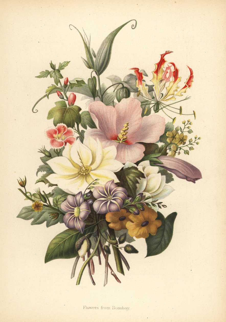 Blumen aus Bombay, Indien von Unknown