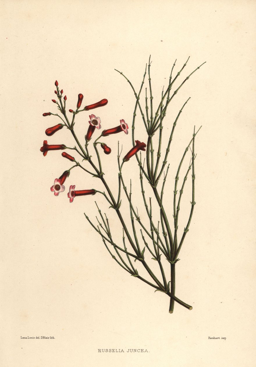 Brunnenbusch oder Feuerwerksblume, Russelia equisetiformis (Russelia juncea) von Unknown