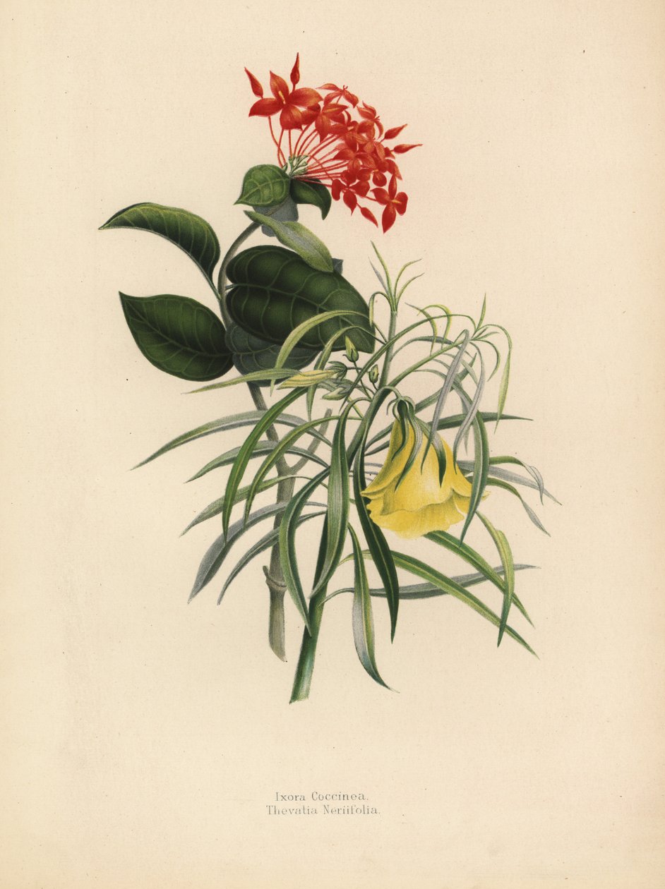 Dschungelgeranie, Ixora coccinea, und gelber Oleander, Thevetia neriifolia von Unknown