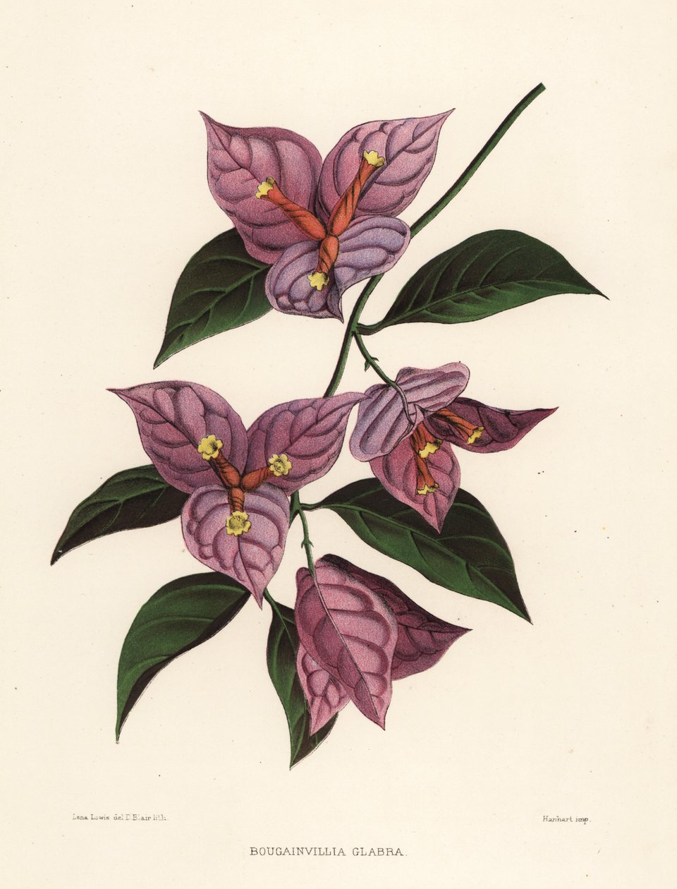 Kleine Bougainvillea oder Papierblume, Bougainvillea glabra von Unknown