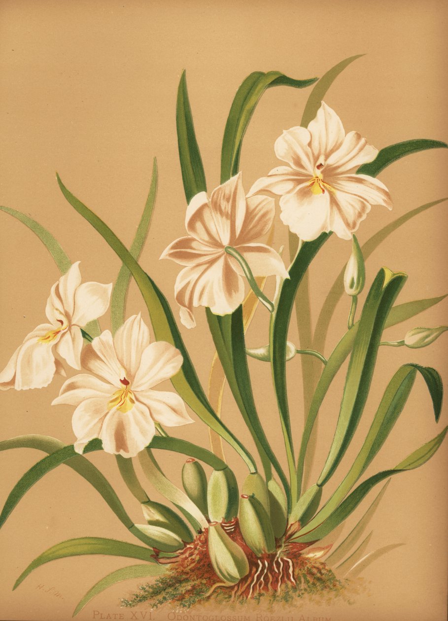 Stiefmütterchen-Orchidee, Miltoniopsis roezlii (Odontoglossum roezlii album) von Unknown