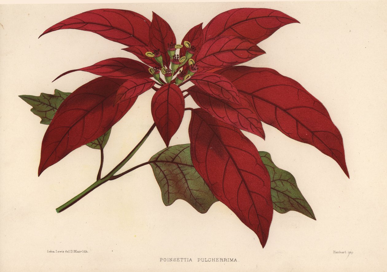 Weihnachtsstern, Euphorbia pulcherrima von Unknown