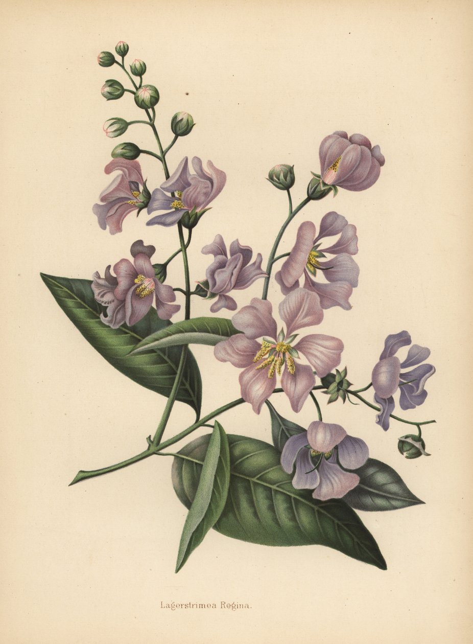 Prachtmyrte, Lagerstroemia speciosa von Unknown