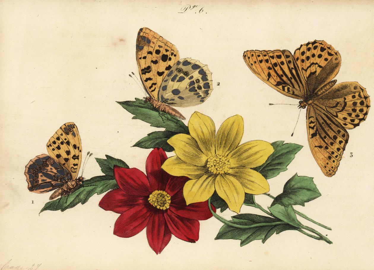 Kleiner Perlmuttfalter, Issoria lathonia 1, Großer Perlmuttfalter, Argynnis aglaja 2, und Kaisermantel, Argynnis paphia 3 von Unknown