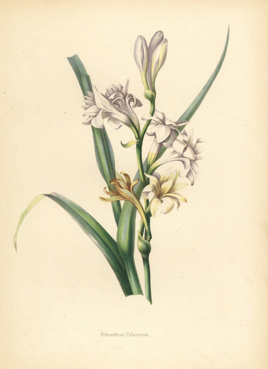 Tuberose, Polianthes tuberosa von Unknown
