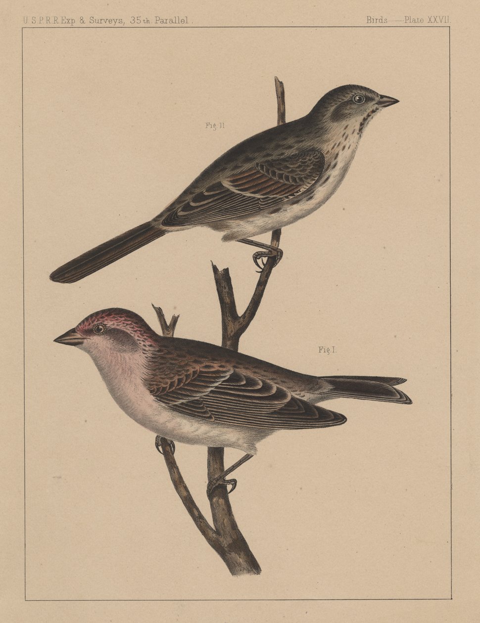 Vögel, Tafel XXVII, 1855 von American School