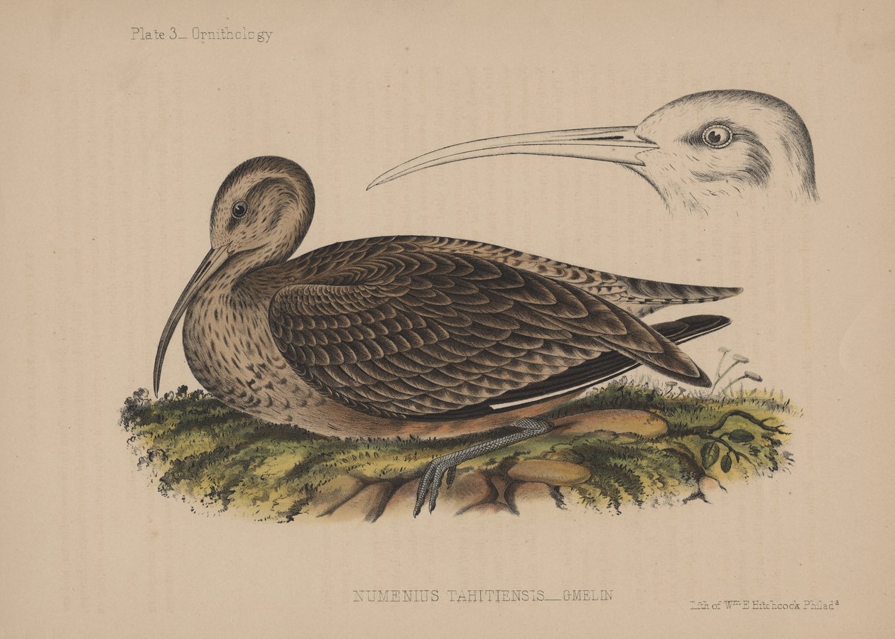 Numenius Tahitiensis (Gmelin), 1855 von American School