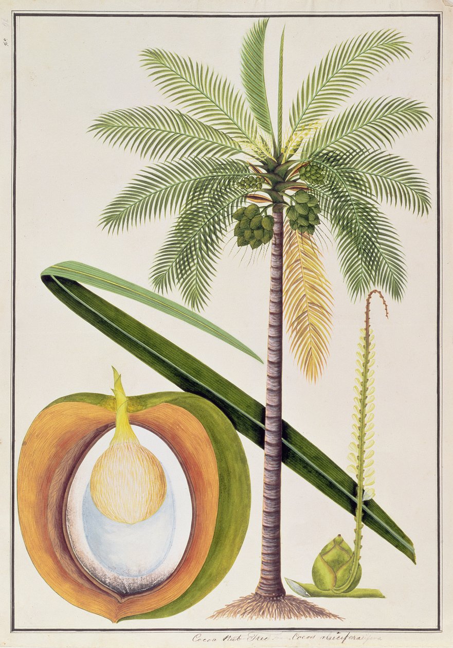 Kokosnussbaum, aus Zeichnungen von Pflanzen aus Malakka, ca. 1805-18 von Chinese School