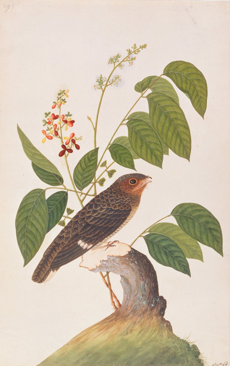 Dunkler Breitmaulvogel, aus Zeichnungen von Vögeln aus Malakka, ca. 1805-18 von Chinese School