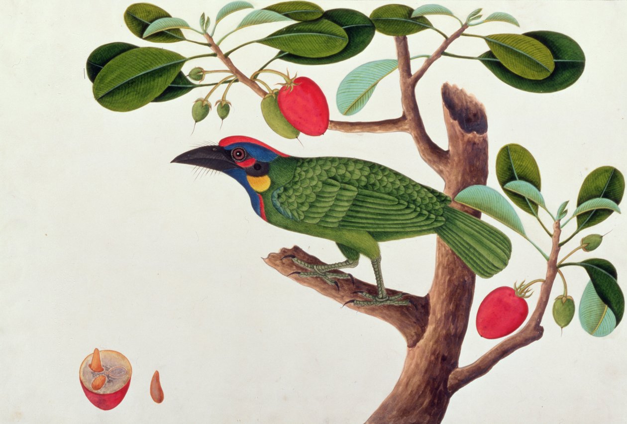 Exotischer Vogel, aus Zeichnungen von Vögeln aus Malakka, ca. 1805-18 von Chinese School