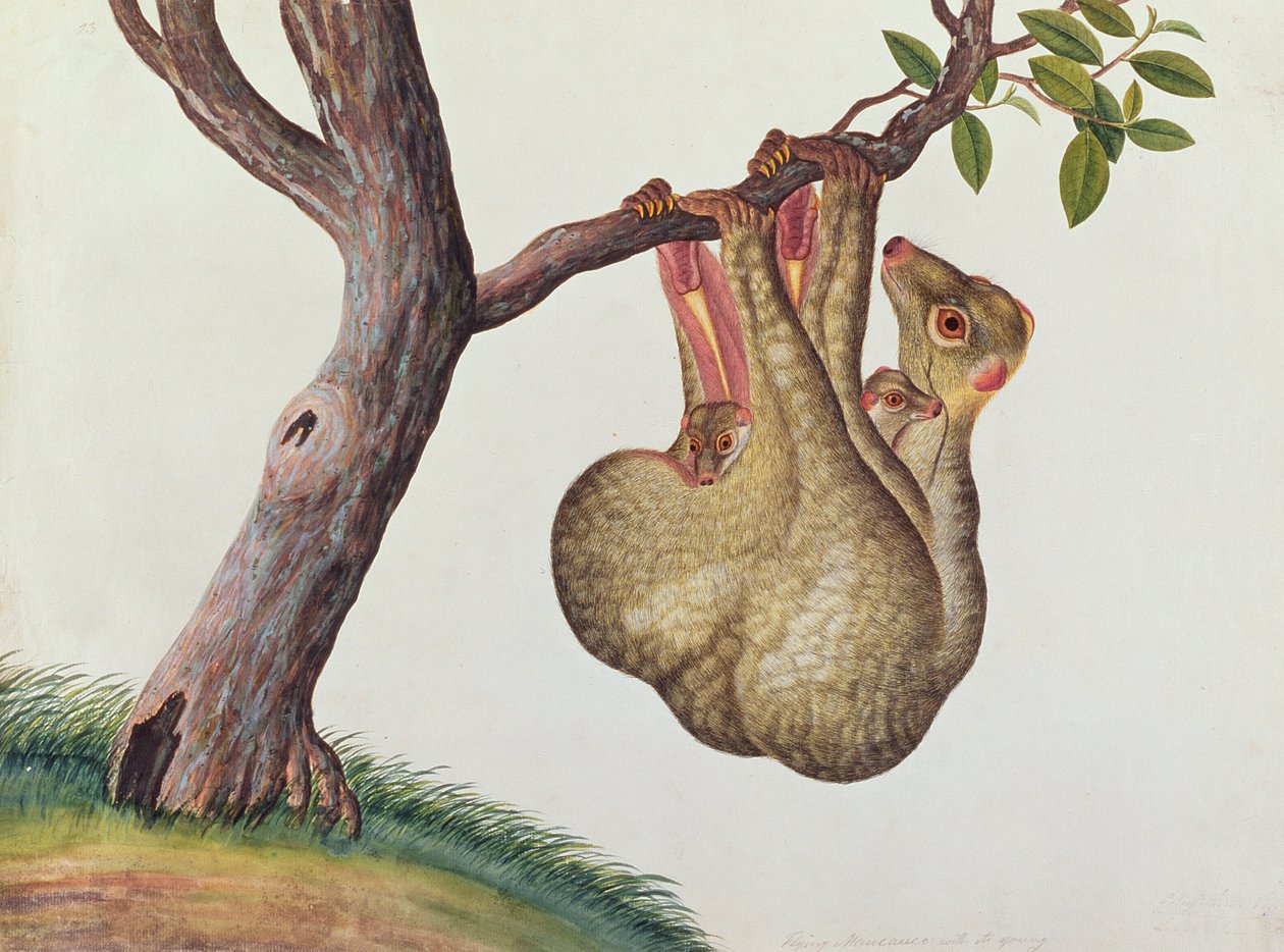 Fliegender Maucauco mit seinem Jungen, aus Zeichnungen von Tieren, Insekten und Reptilien aus Malakka, ca. 1805-18 von Chinese School