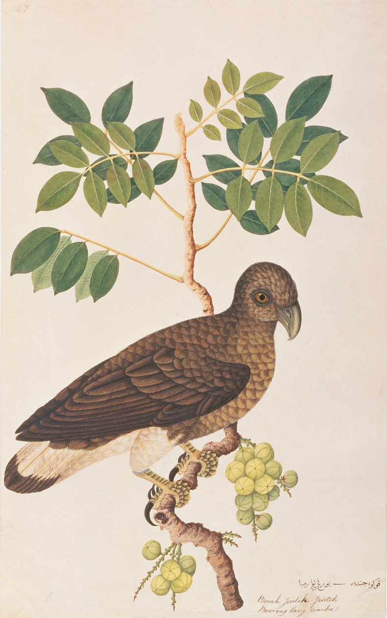 Graukopf-Seeadler, aus Zeichnungen von Vögeln aus Malakka, ca. 1805-18 von Chinese School