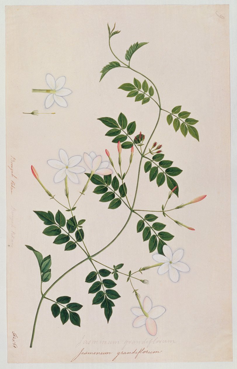 Jasminium grandiflorum, aus Zeichnungen von Pflanzen aus Malakka, ca. 1805-18 von Chinese School