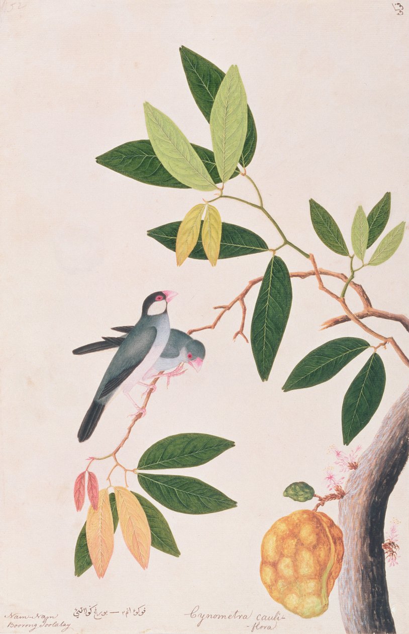 Java-Sperling, aus Zeichnungen von Vögeln aus Malakka, ca. 1805-18 von Chinese School