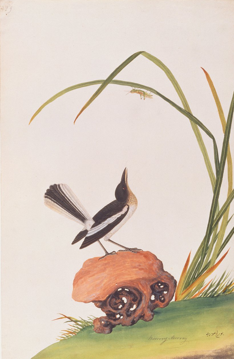 Dajaldrossel, aus Zeichnungen von Vögeln aus Malakka, ca. 1805-18 von Chinese School