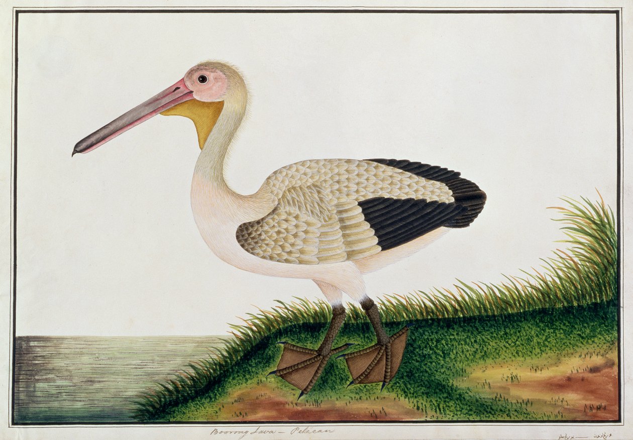 Pelikan, Boorong Java, aus Zeichnungen von Vögeln aus Malakka, ca. 1805-18 von Chinese School