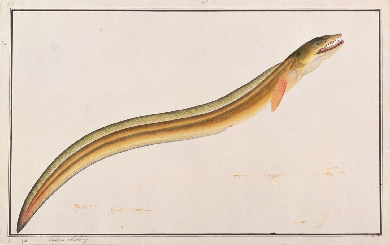 Pike Conger, aus Zeichnungen von Fischen von Malakka, ca. 1805-18 von Chinese School