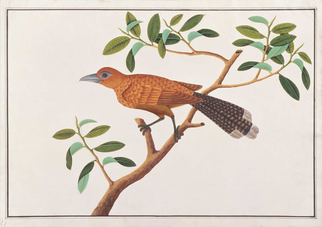 Raffles-Malkoha, aus Zeichnungen von Vögeln aus Malakka, ca. 1805-18 von Chinese School