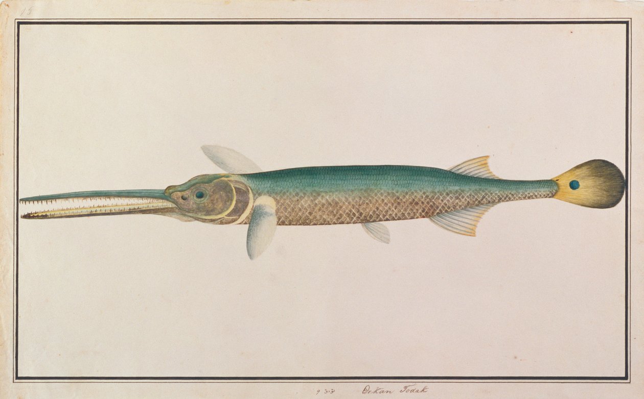 Spottail-Nadelfisch, aus Zeichnungen von Fischen von Malakka, ca. 1805-18 von Chinese School
