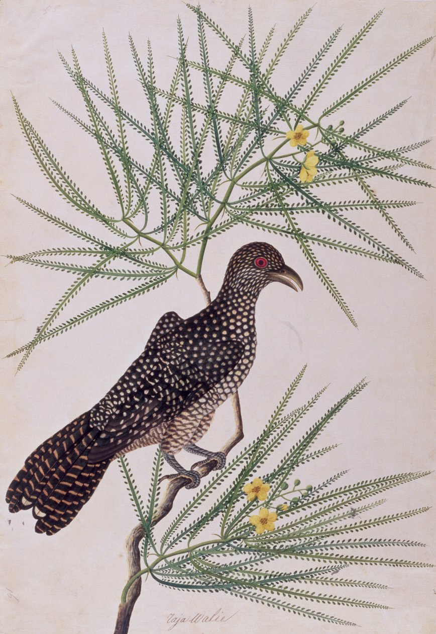 Taja Walie, aus Zeichnungen von Vögeln aus Malakka, ca. 1805-18 von Chinese School