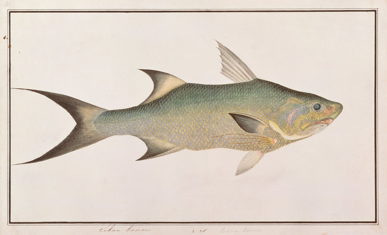 Fadenfisch, aus Zeichnungen von Fischen von Malakka, ca. 1805-18 von Chinese School