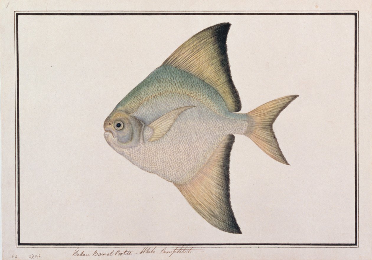 Weißer Pomfret, aus Zeichnungen von Fischen von Malakka, ca. 1805-18 von Chinese School