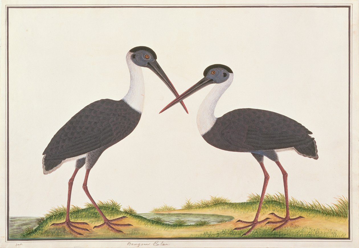 Wollhalsstorch, aus Zeichnungen von Vögeln aus Malakka, ca. 1805-18 von Chinese School