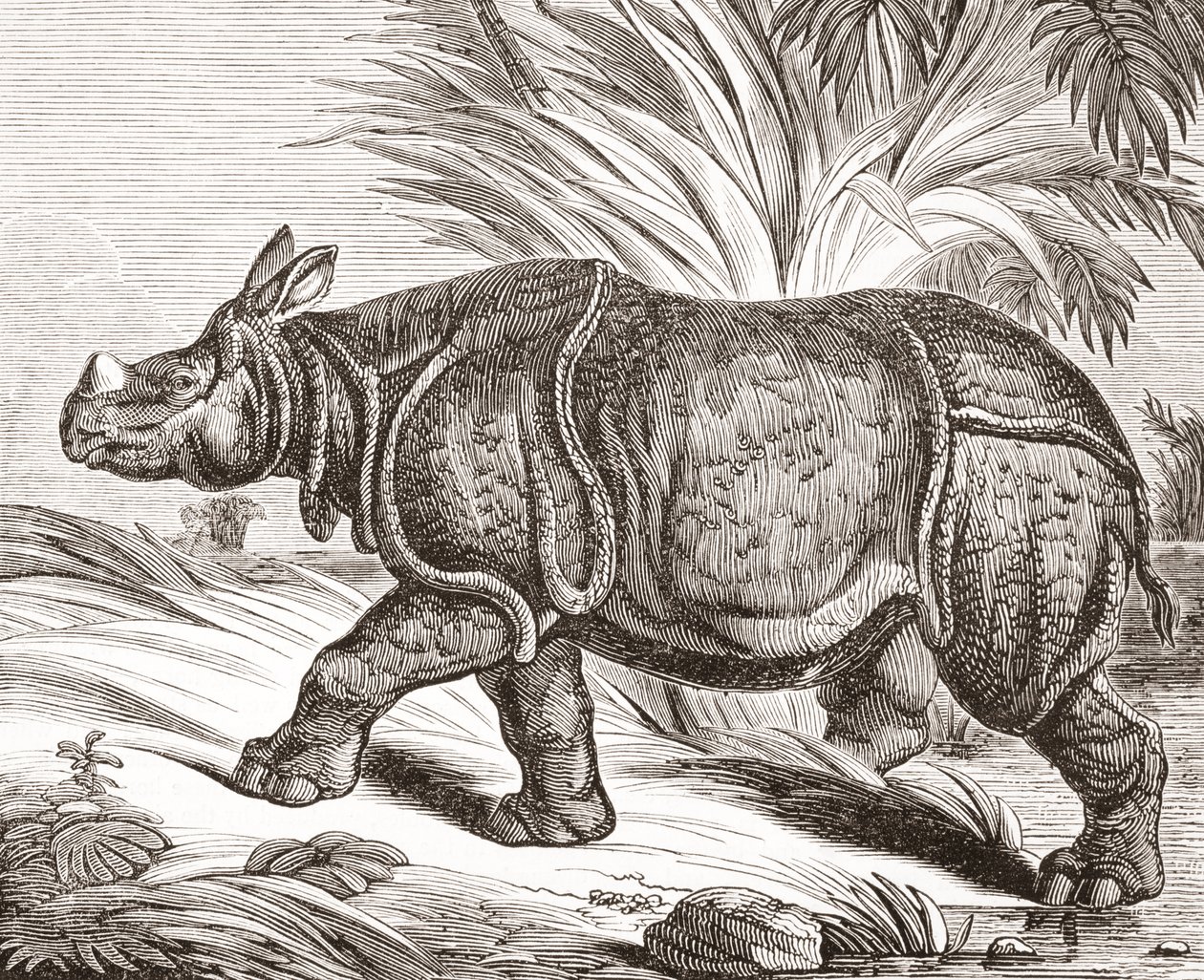 Das indische Nashorn oder größere einhörnige Nashorn von English School