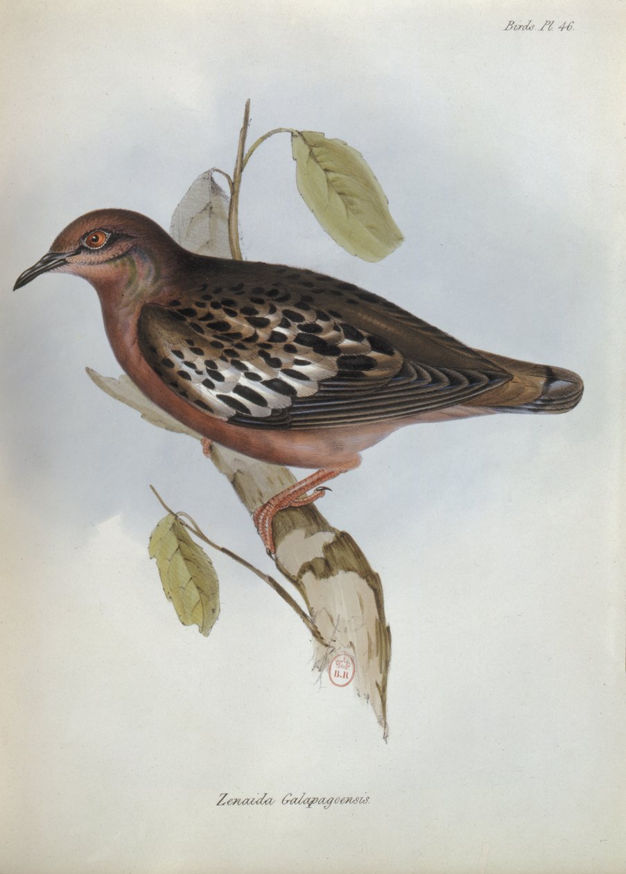 Zenaida Galapagoensis, Illustration aus Die Zoologie der Reise der H.M.S. Beagle, 1832-36 von Charles Darwin, 1840 von English School