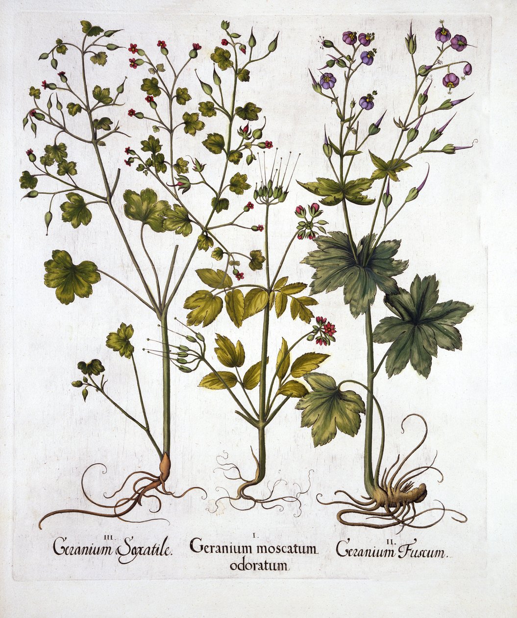 Robuste Storchschnäbel, aus Hortus Eystettensis, von Basil Besler, veröffentlicht 1613 von German School
