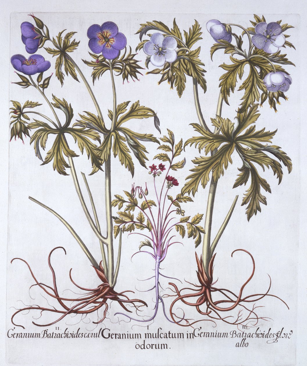 Geranium-Variationen, aus Hortus Eystettensis, von Basil Besler, 1613 von German School