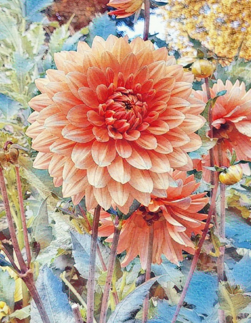 Rosa Dahlie. von Margareta Uliarte
