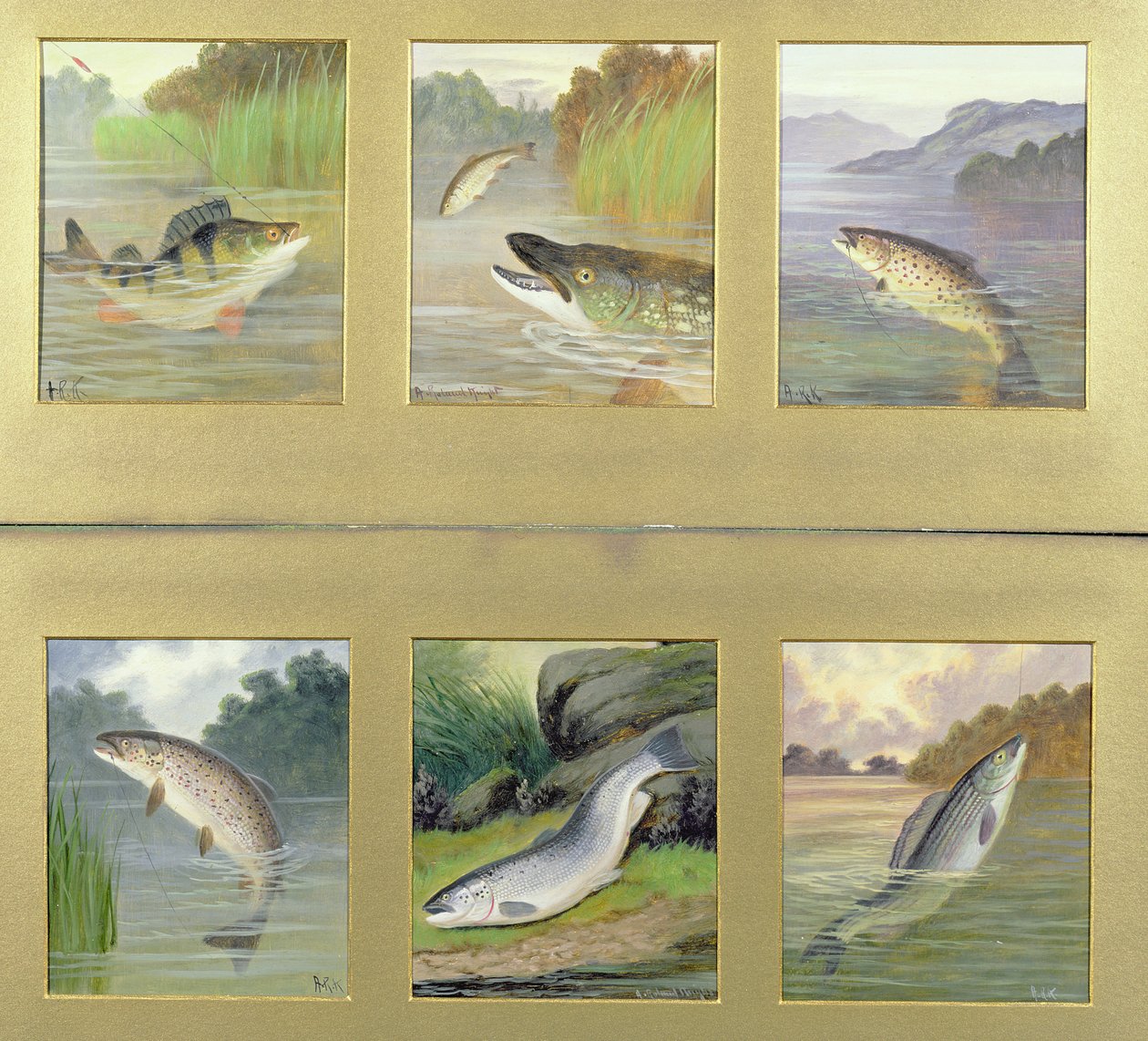 Auswahl an Fischgemälden von A. Roland Knight