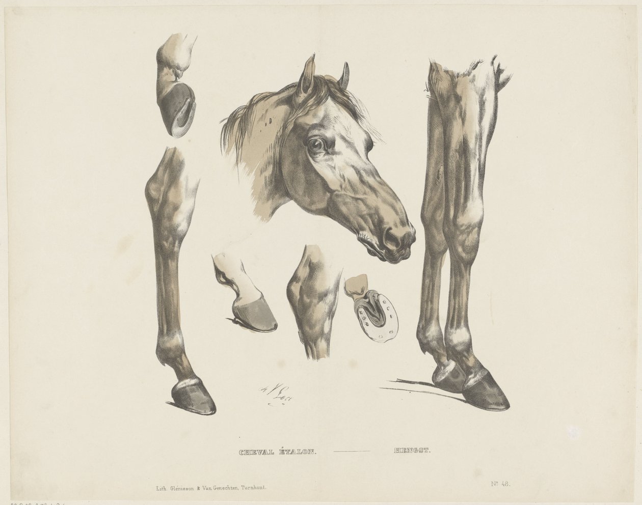 Hengst von A. van Loco