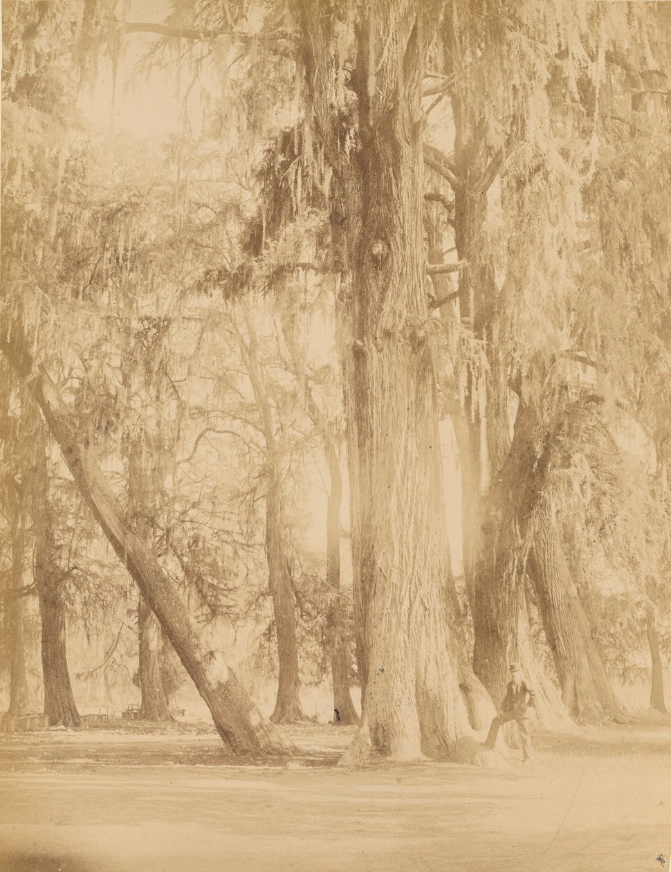Mexiko. Hain von Chapultepec, Nähe von Mexiko von Abel Briquet