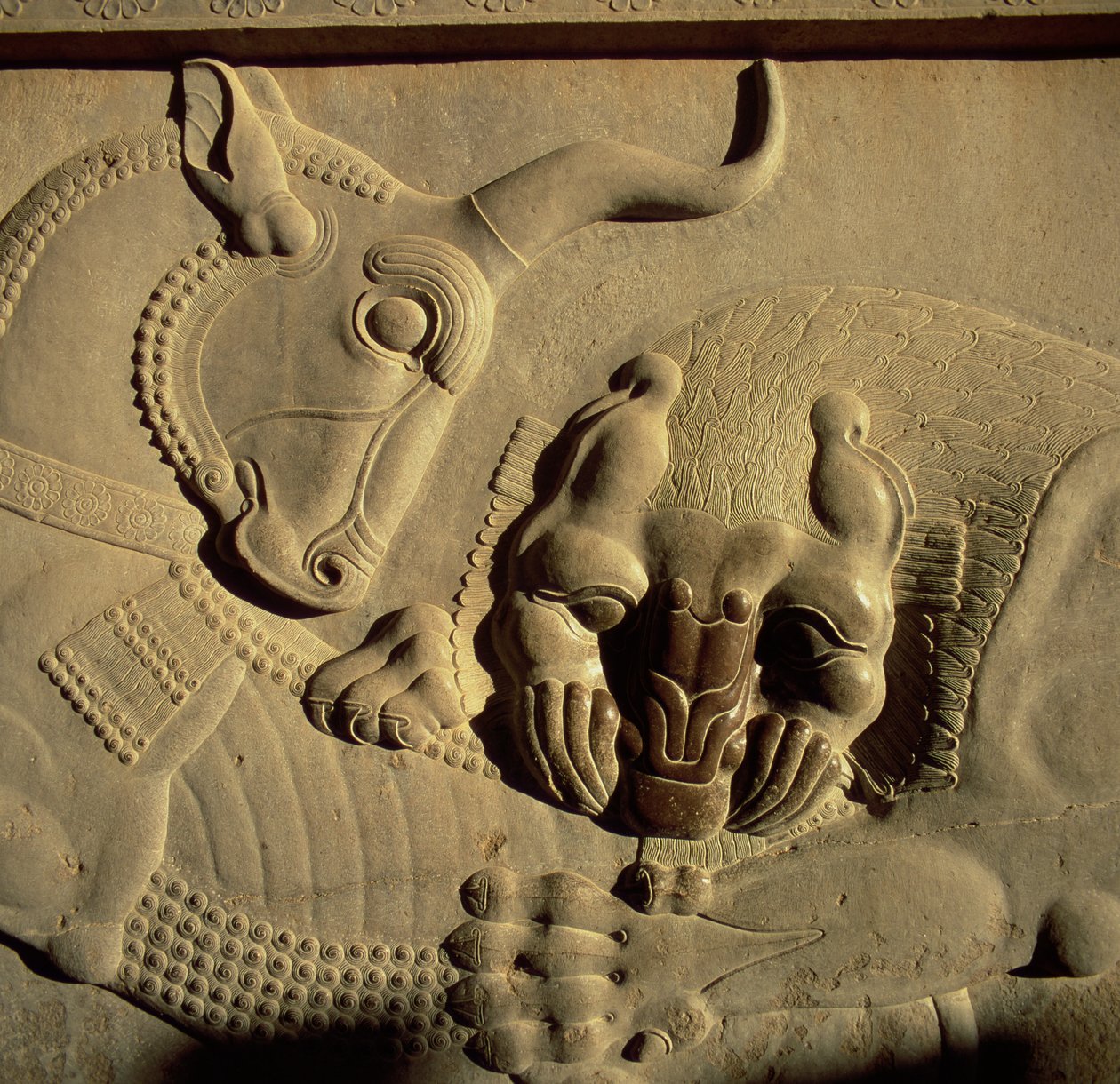 Ein wilder Löwe greift einen Stier an, Relief von der nördlichen Treppenfassade des Tripylon, 500-480 v. Chr. von Achaemenid