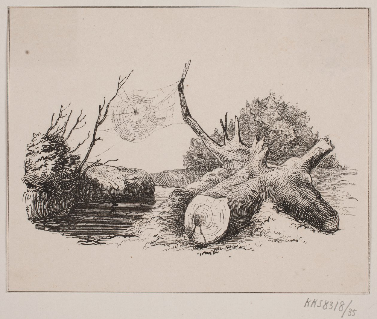 Die Spinne von Johan Adolph Kittendorff