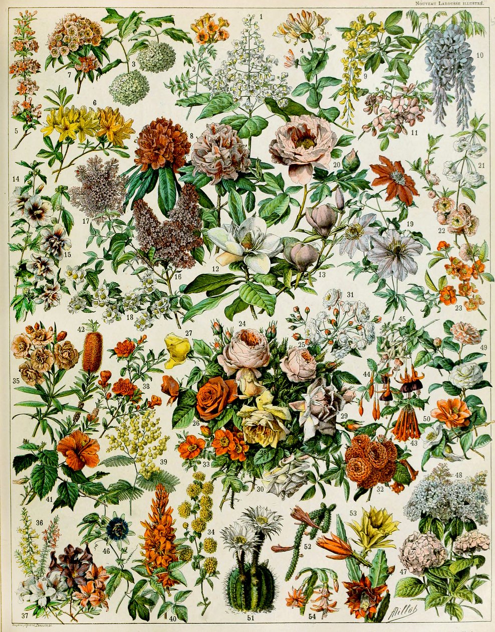 Illustration von Blütenpflanzen, ca. 1923 von Adolphe Philippe Millot