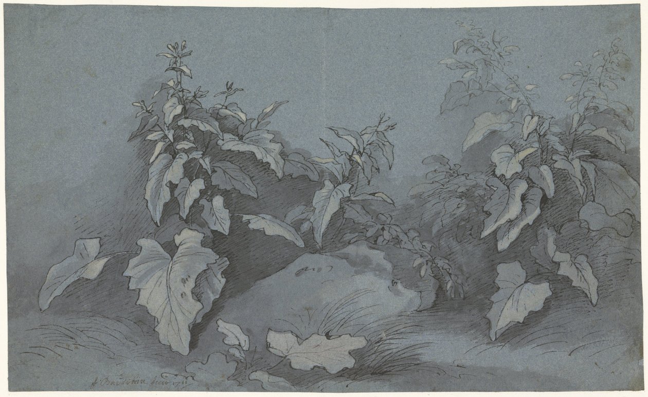 Pflanzenstudie von Adriaan Boudewyns