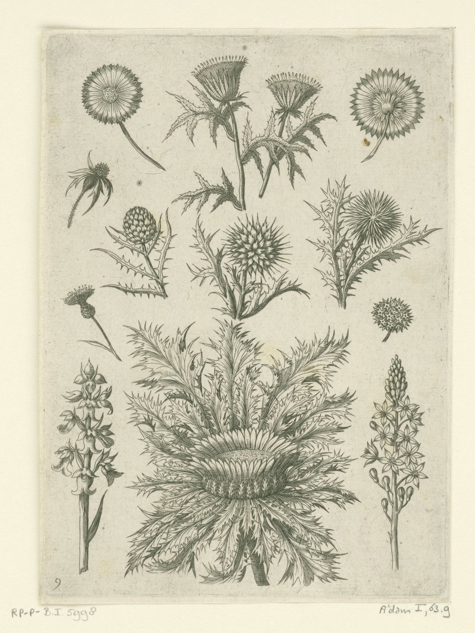 Diverse Disteln von Adriaen Collaert