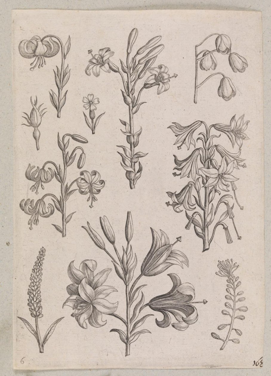 Lilien von Adriaen Collaert