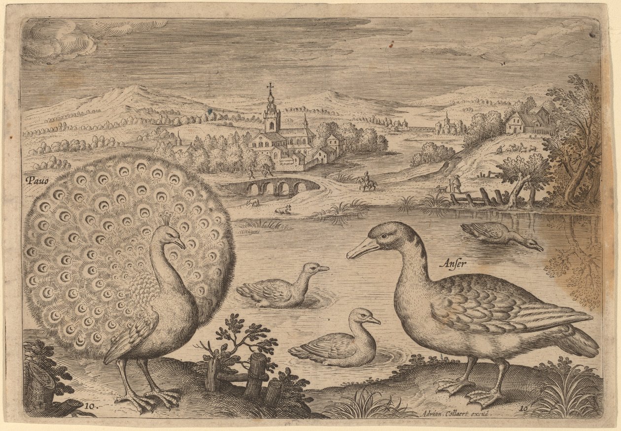 Pfau und Gans von Adriaen Collaert